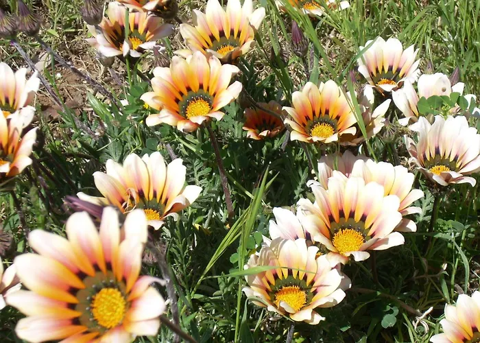 Margherita San Giovanni Rotondo