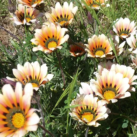 Margherita サン・ジョバンニ・ロトンド